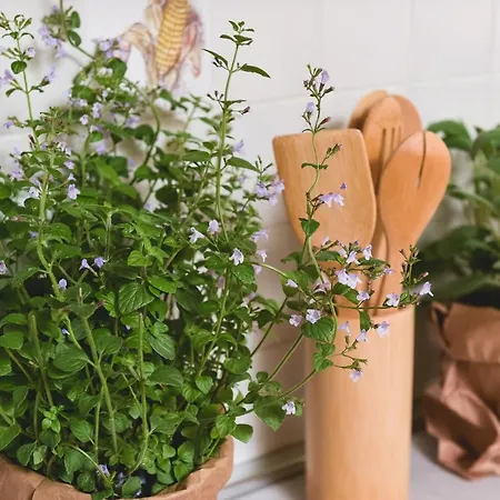 شقة Scarponi أسيسي