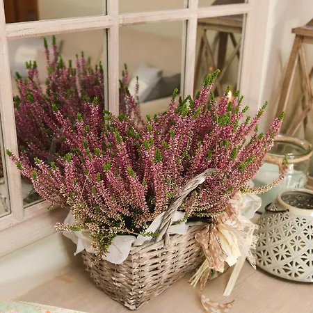 Scarponi شقة أسيسي